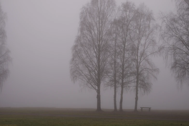 the fog covers a park bench by some trees