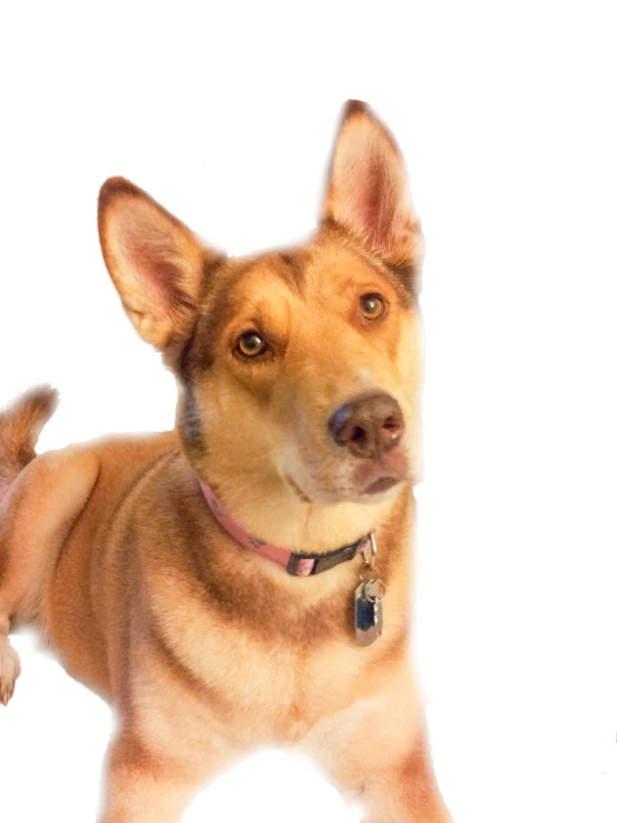 a dog sitting up to the side looking into the camera