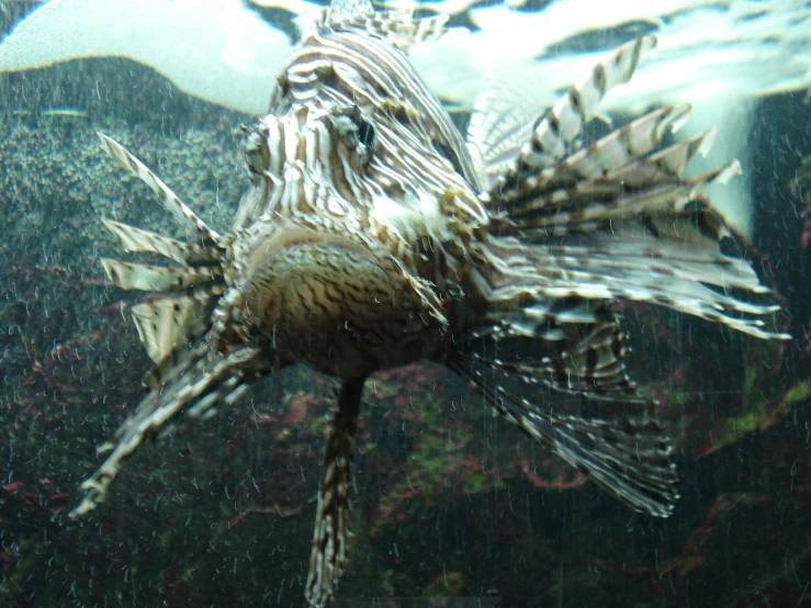 an animal in a glass enclosure with water