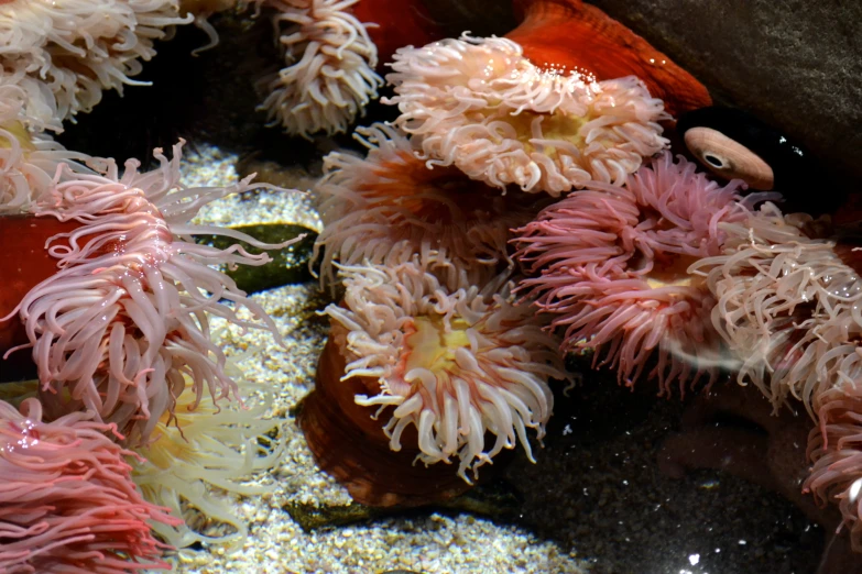 the coral has lots of pink and white tentacles