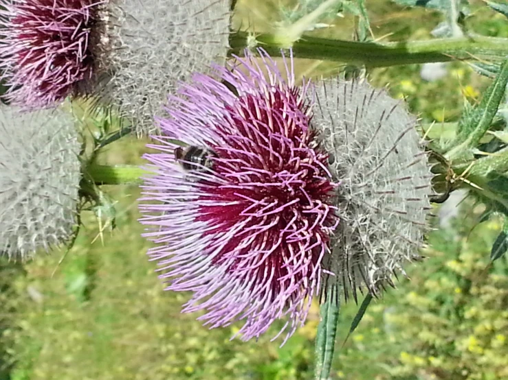 two very pretty looking flowers in the grass