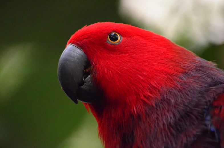 a close up of a red parrot sitting in the sun