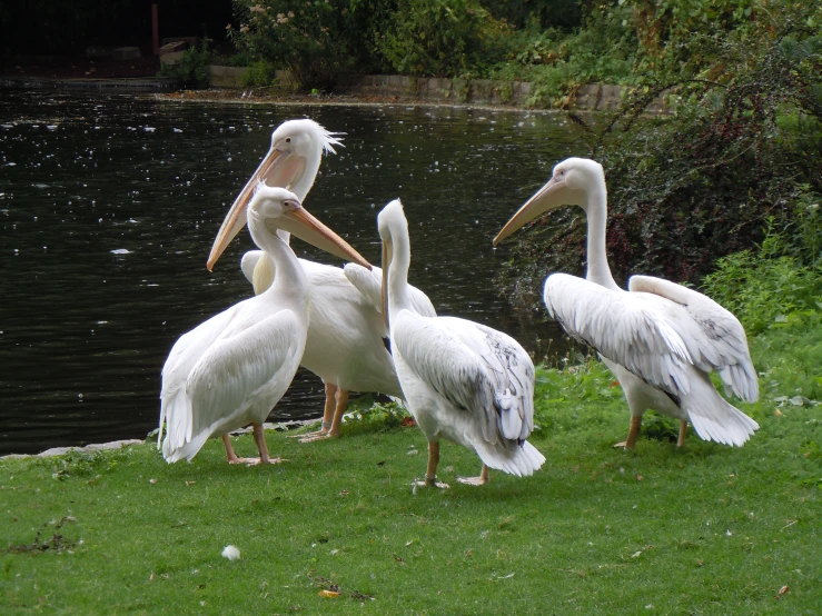 a group of pelicans sitting on a grass field next to a lake