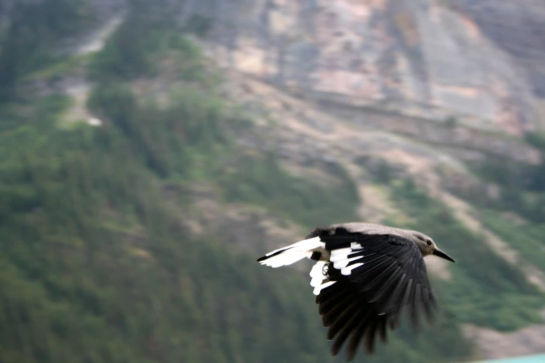 a bird flying over water with mountains in the background