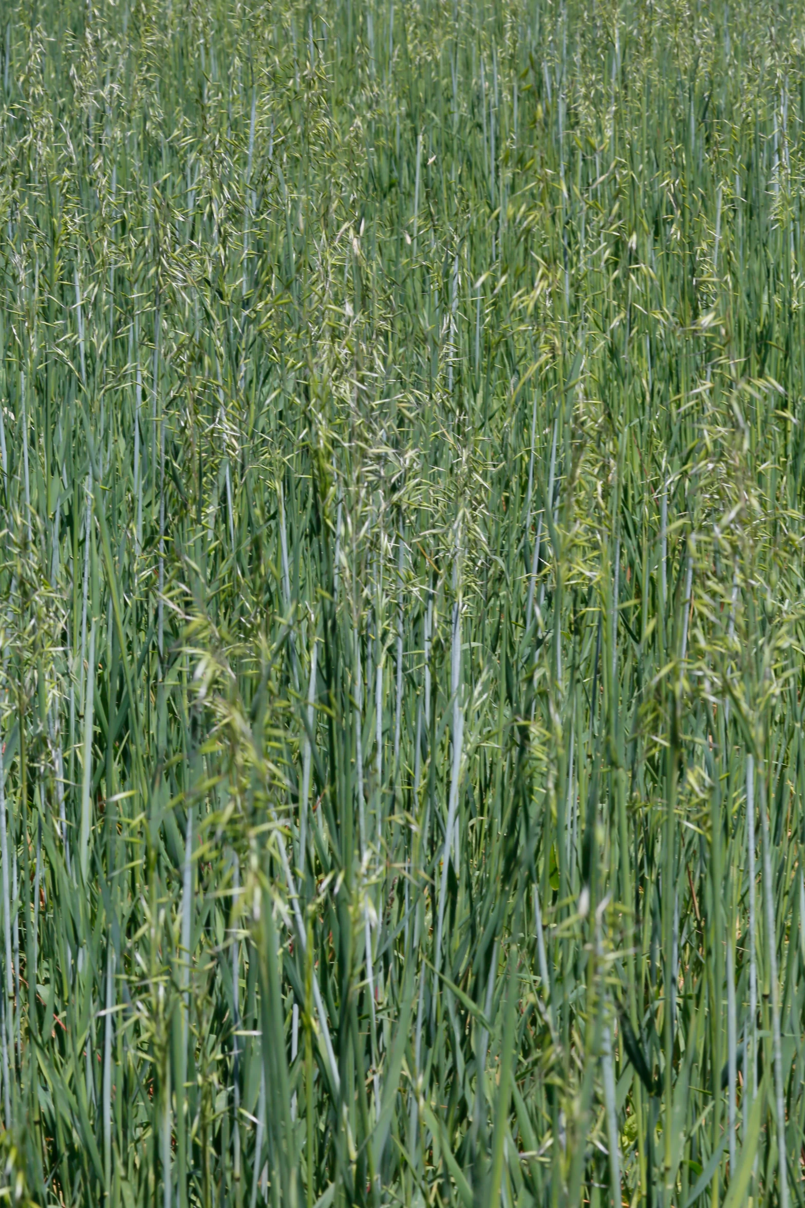 the field of tall green grass is ready to be harvested