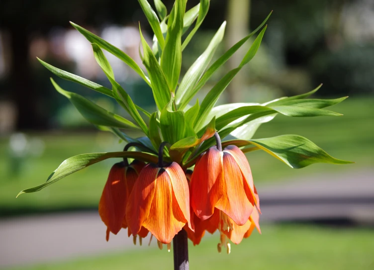 a closeup of orange flowers on a tall stem