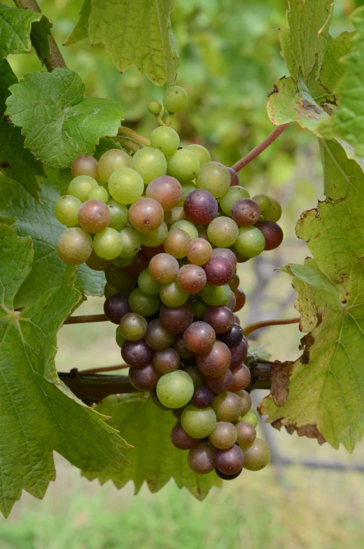 some gs are hanging from a vine