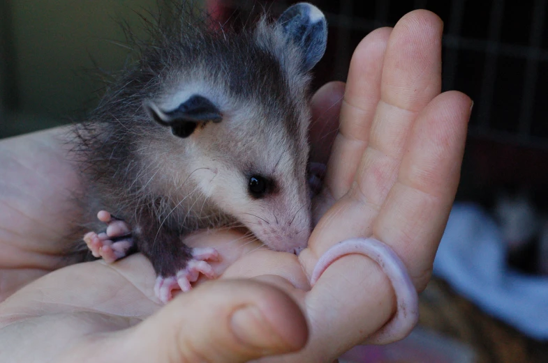 a small animal with its mouth open on someones hand