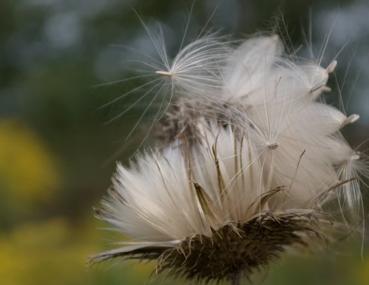 a white flower that is in some kind of plant