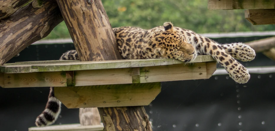 a spotted cat resting on a perch in an enclosure