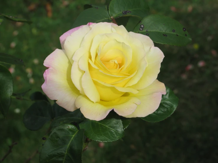 a yellow rose with green leaves in the background