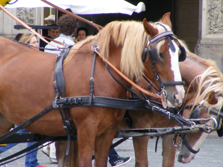 the two horses are waiting for their owners