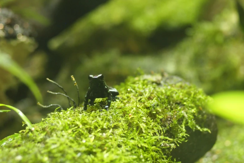 a tiny figurine that is on the moss