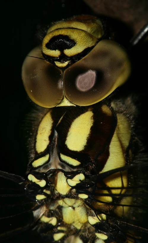 an insect's head is seen in this close up pograph