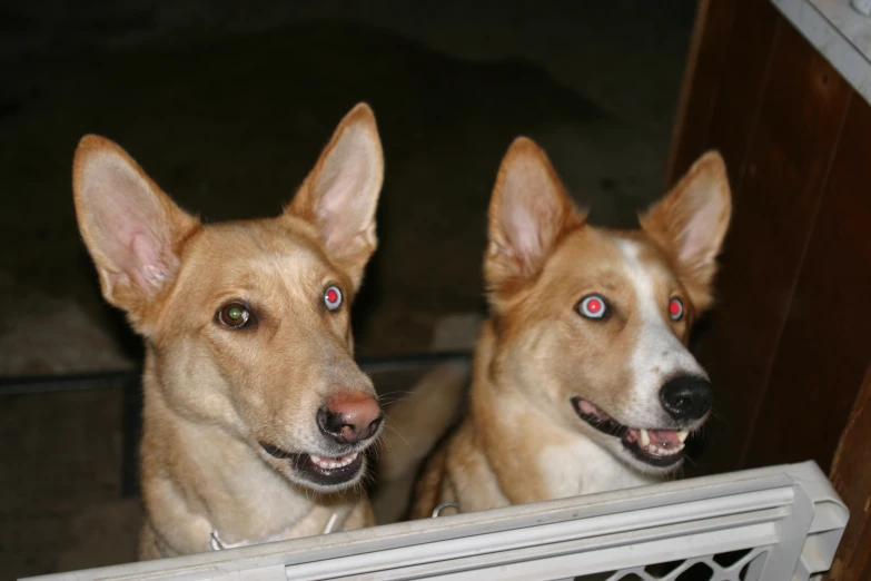 two dogs look through a window on a sunny day