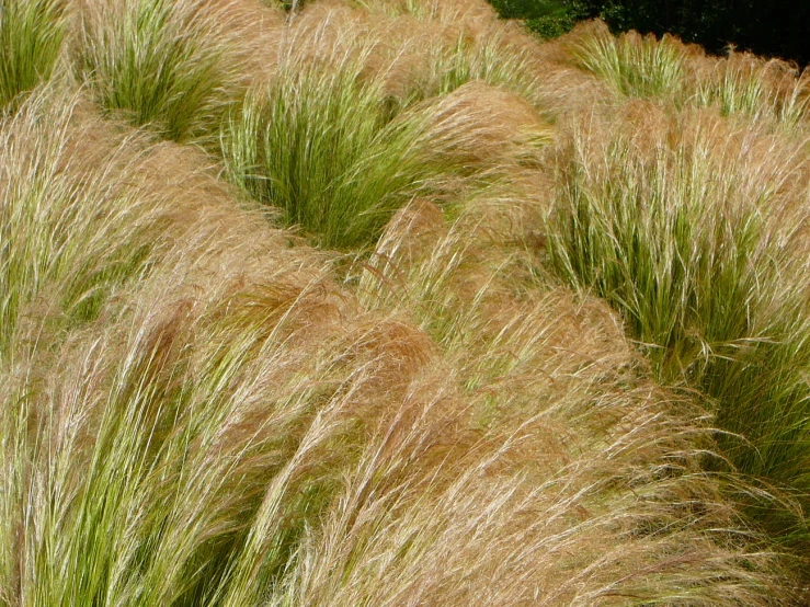 grass is in tall, shiny and thin growth