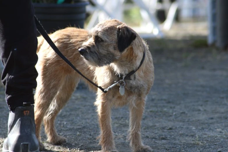 small dog on a leash being walked by a person