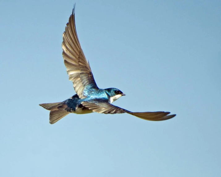 a small bird flying up into the sky