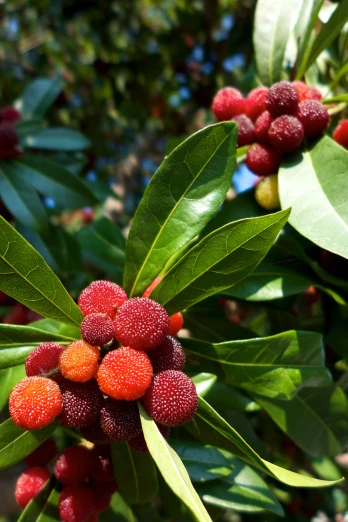 fruit on tree with bright green leaves and red berries