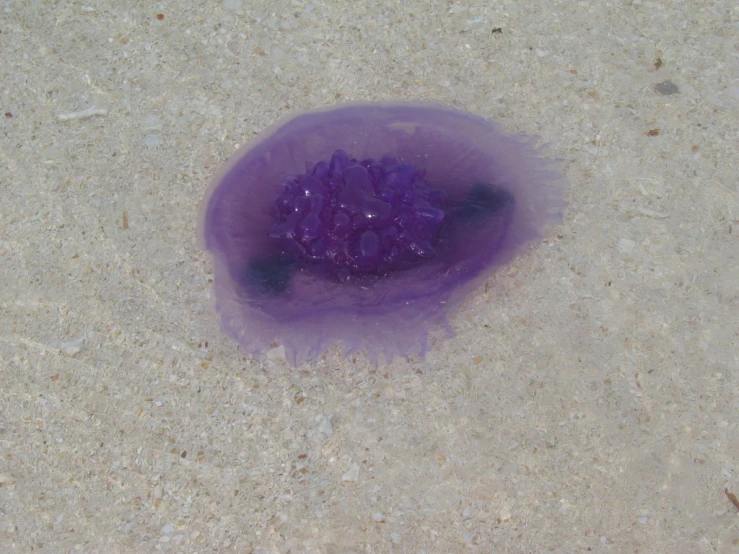 purple colored substance floating on sand at the ocean