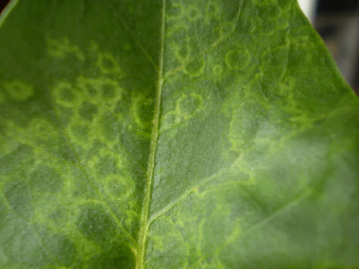 a leaf that is showing green stuff on it