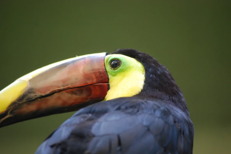 a closeup image of a toucan bird