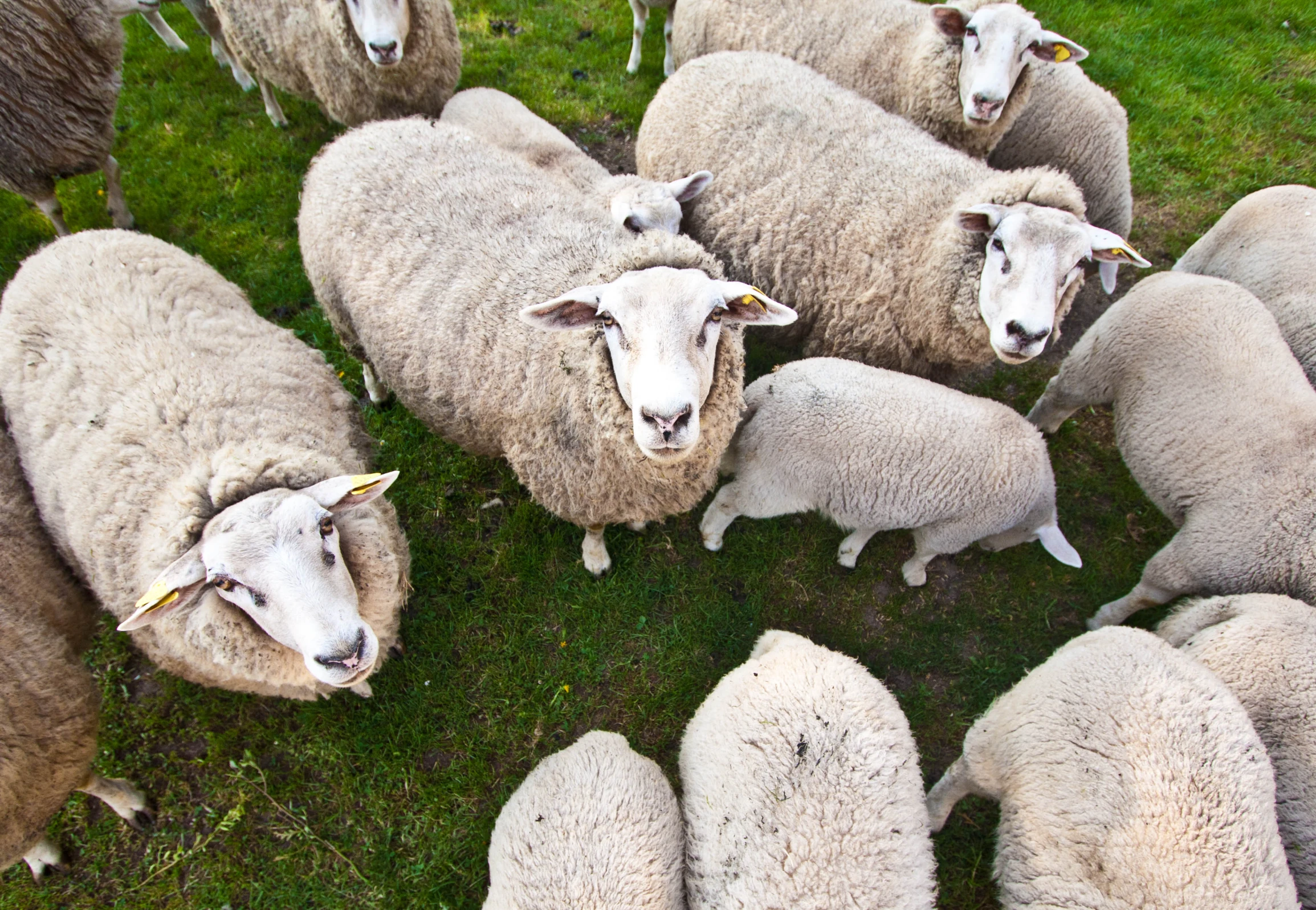 a herd of sheep are standing in a field