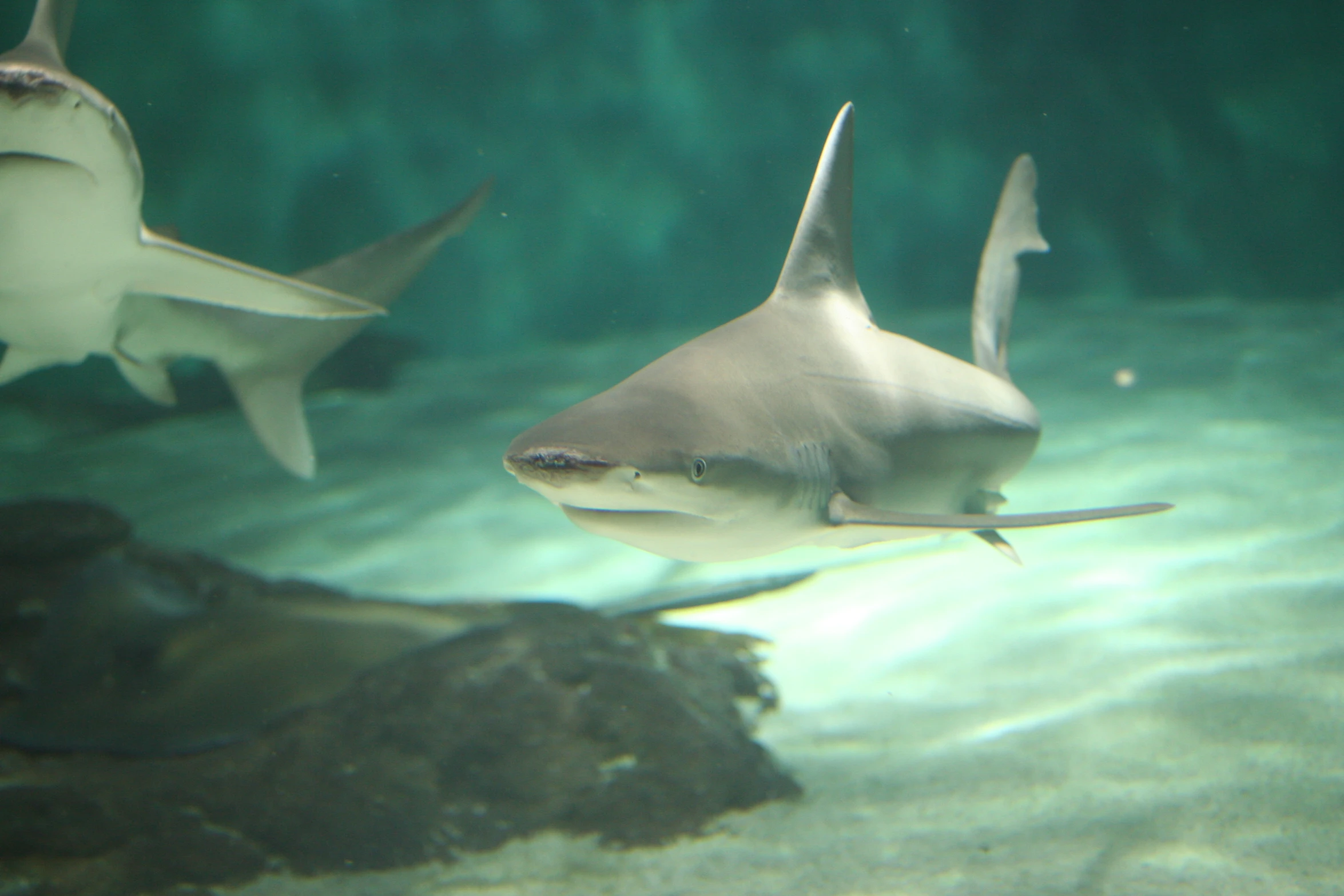 some gray sharks swimming on some water