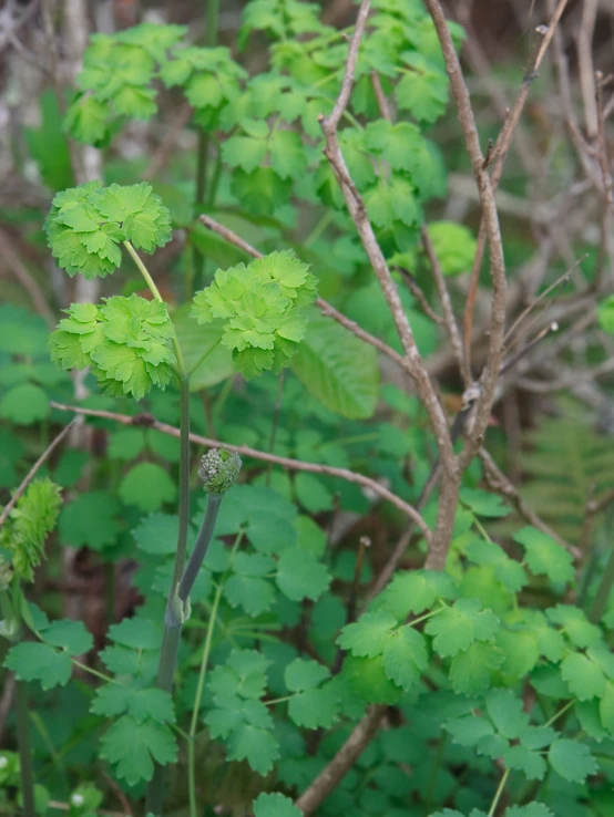 a plant with several leaves and no one is standing in it