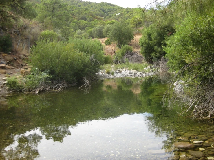 a very small river in a big forested area