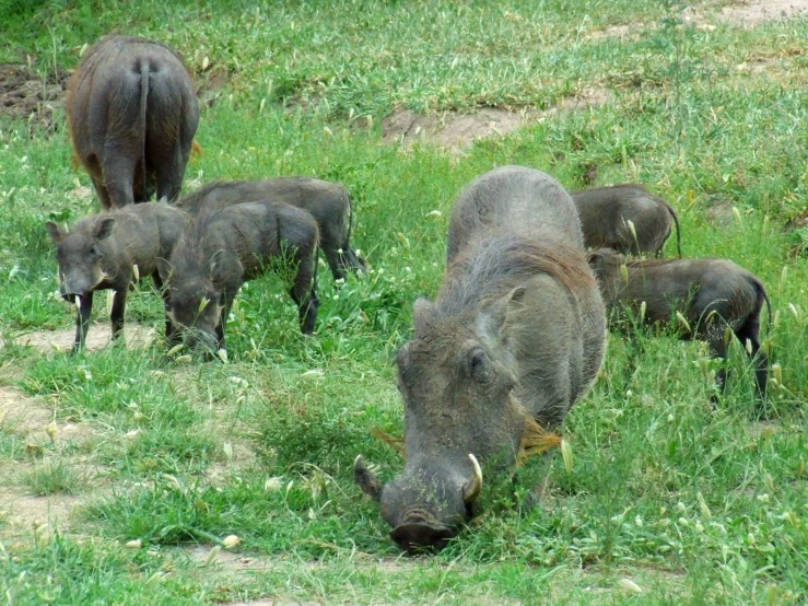 an adult boar and her two young grazing in the grass