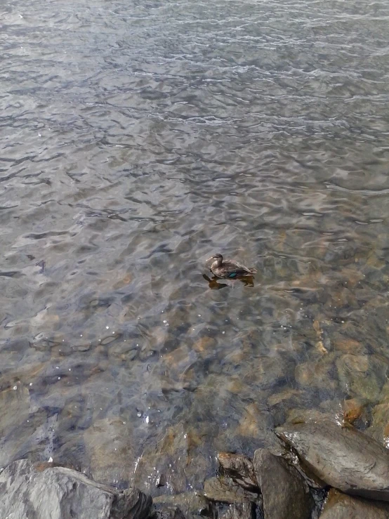 a little duck swimming in the middle of a lake