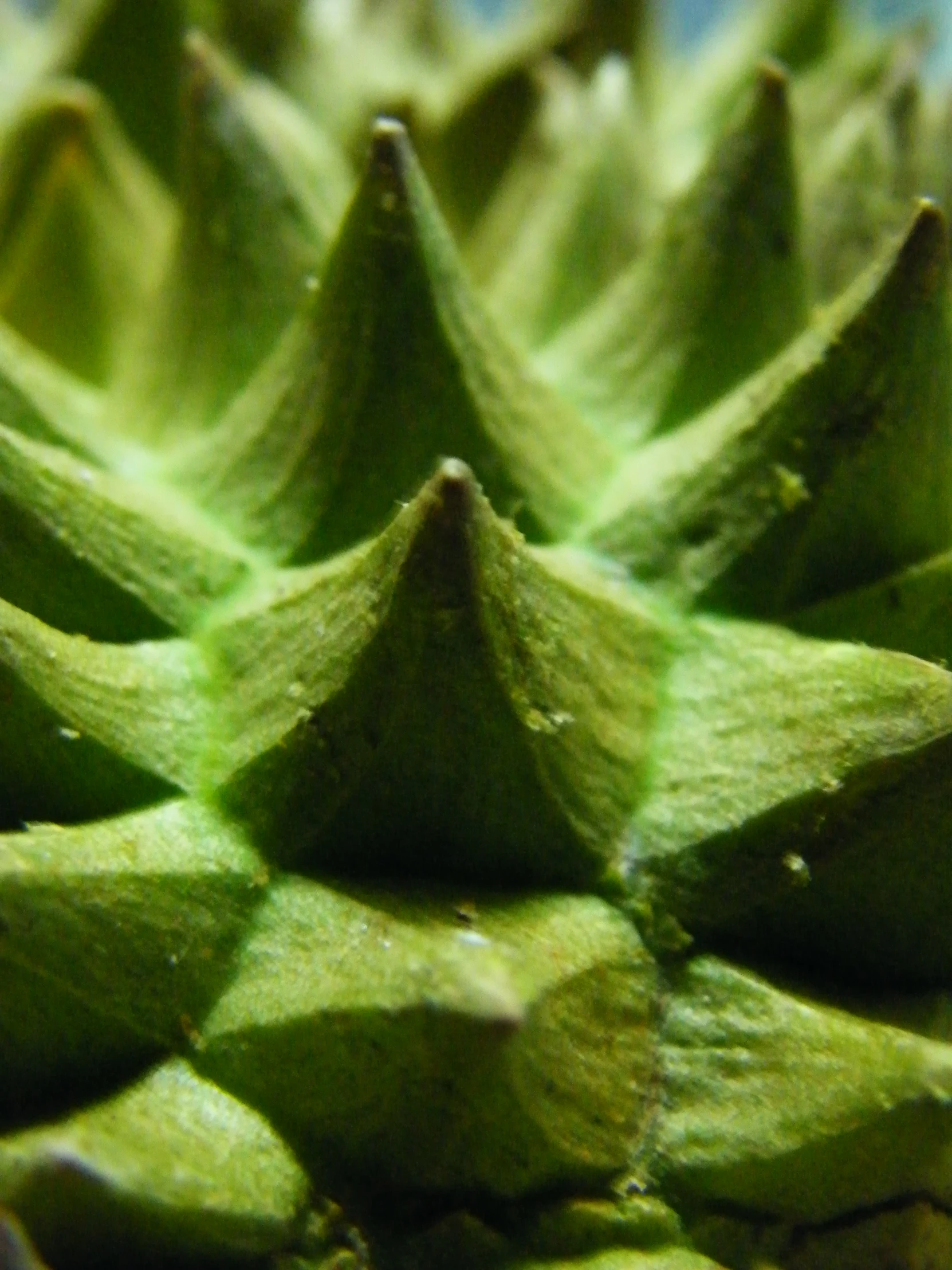 closeup of green plant like material