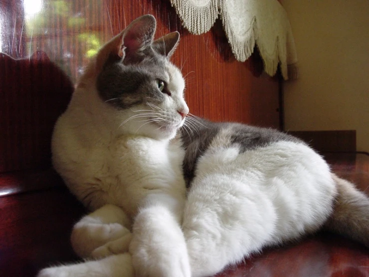 a cat sits on the bench in front of a window