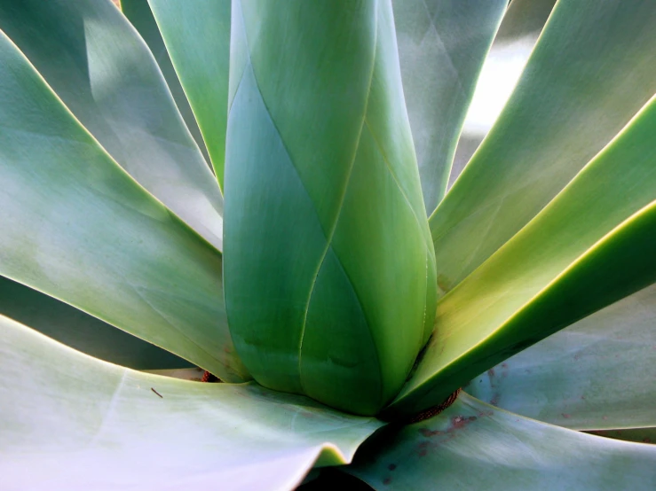 the leaves and nches of an aloene plant