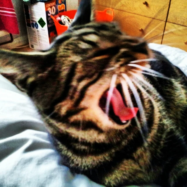 the cat is yawning on the bed in the room