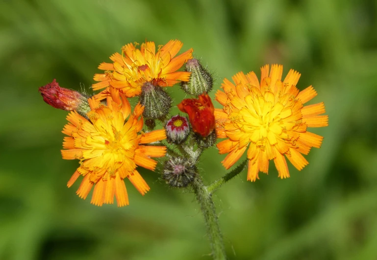 a colorful flower with yellow petals in a green field