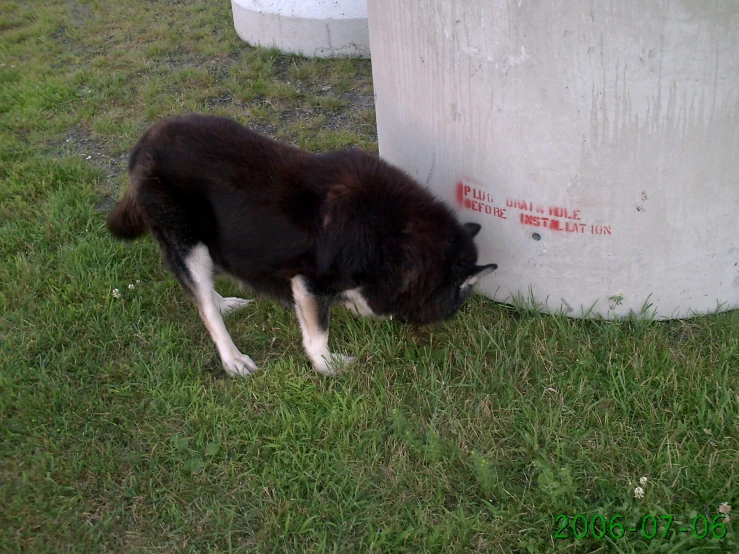 a black and white dog standing next to a concrete wall