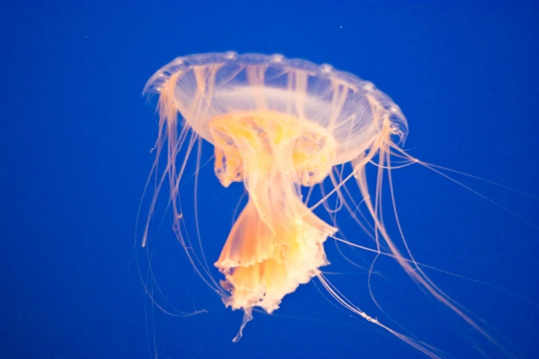 this is the bottom part of a jellyfish