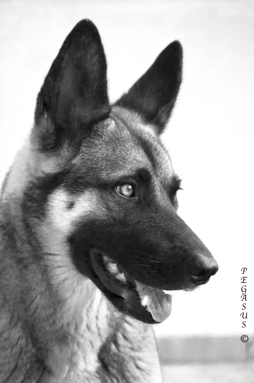 black and white image of a dog with blue eyes