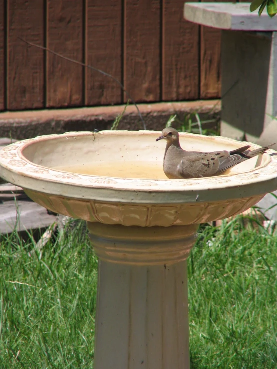 a bird sits in a bowl outside in the grass