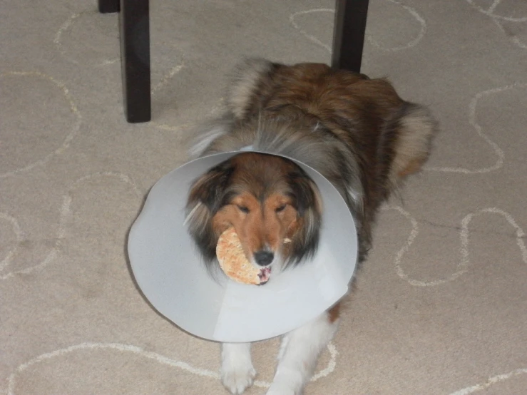 a dog wears a hat and holding a piece of bread in it's mouth