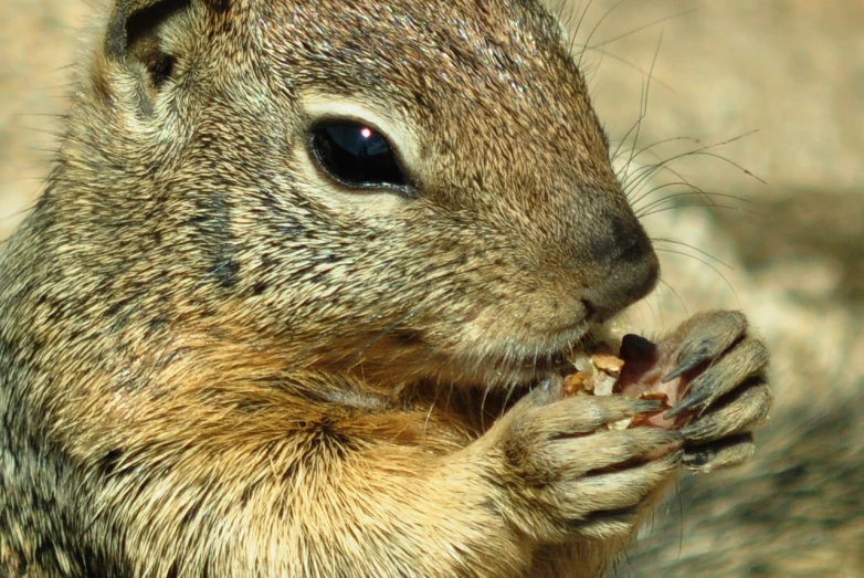 a little chipp eating soing outside near a rock