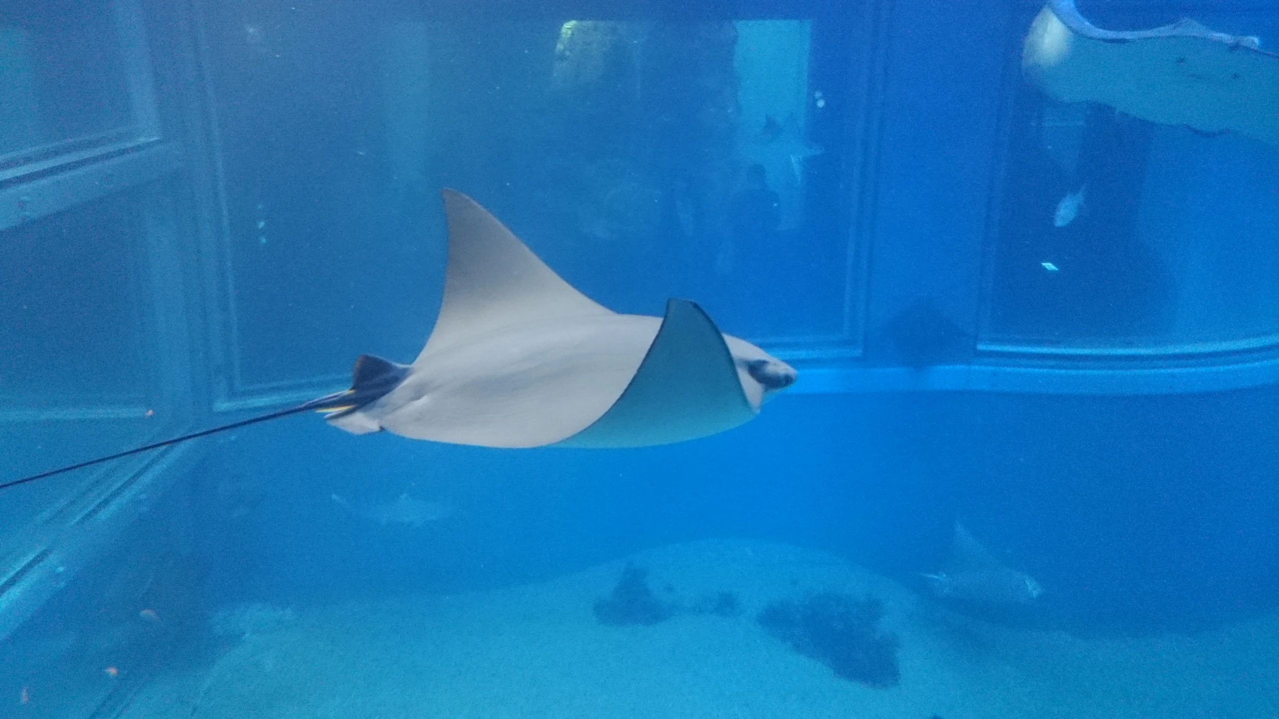 a manta ray swimming in an artificial blue pool