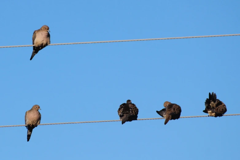 a group of birds sitting on top of wires