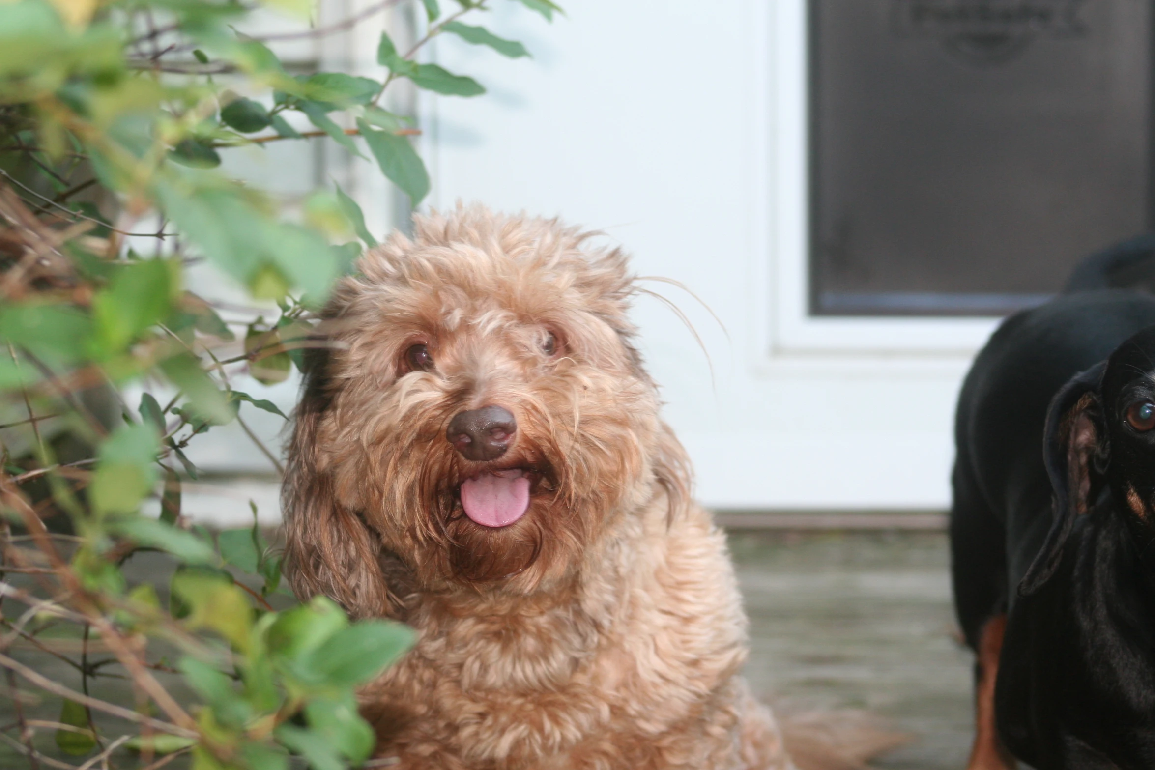 two dogs are sitting outside on the concrete