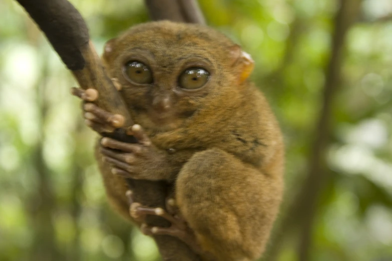 a small brown animal with a long nose on a tree nch