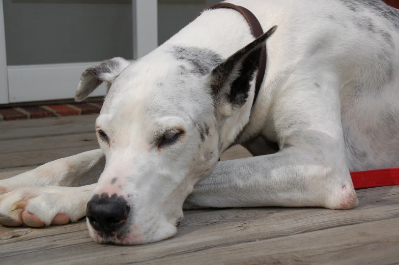 a dog lying on a wooden deck with his mouth open