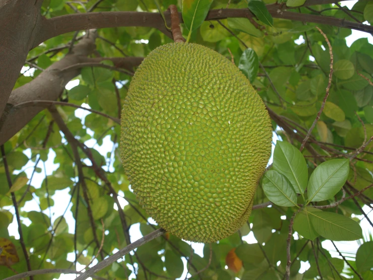 a round green fruit hanging from a tree