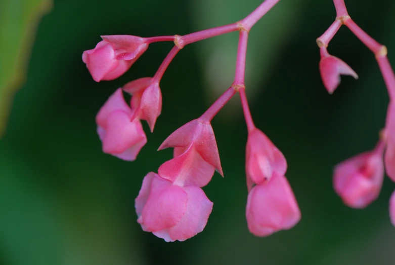 the pink flowers are blooming on this tree